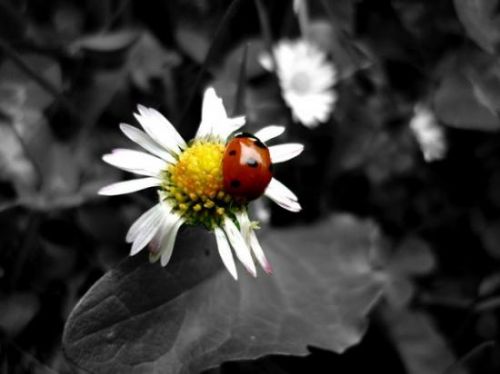 49122680cocci-noir-blanc-et-couleur-by-titlib-1-jpg.jpg